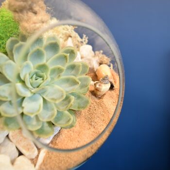 Glass Globe Terrarium Kit With Succulent Or Cactus Gift, 7 of 10