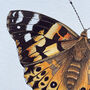 Illustrated Painted Lady Butterfly Card Blank Inside, thumbnail 4 of 6