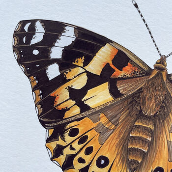 Illustrated Painted Lady Butterfly Card Blank Inside, 4 of 6
