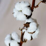 Natural Dried Cotton Ball Long Stem, thumbnail 2 of 3