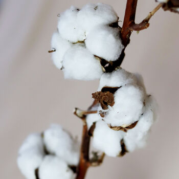 Natural Dried Cotton Ball Long Stem, 2 of 3