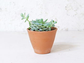 Tapered Terracotta Plant Pot, 2 of 3