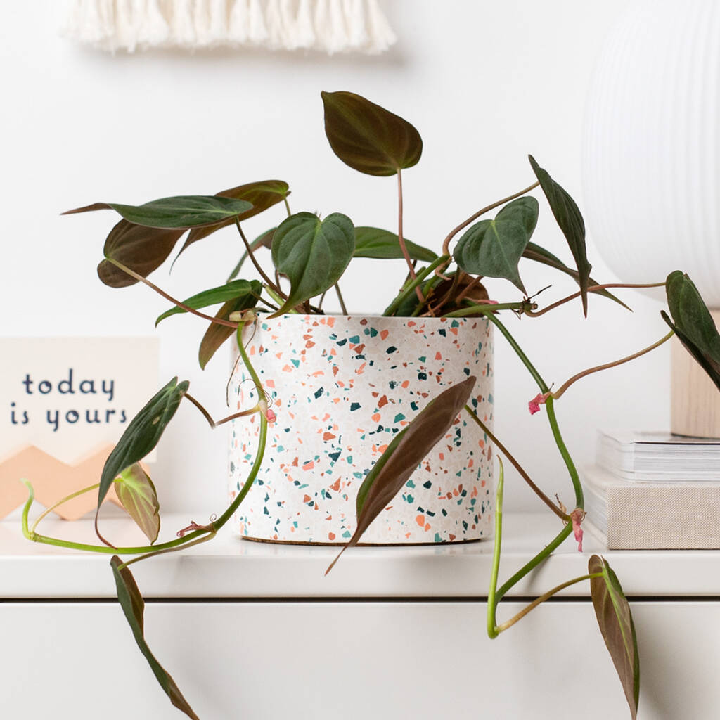Classic Handmade Terrazzo Indoor Plant Pot Large, 1 of 7