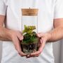 Bottle Terrarium Kit Diy | 'Bilbao', thumbnail 4 of 8