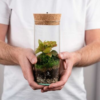 Bottle Terrarium Kit Diy | 'Bilbao', 4 of 8