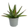 Amazing Aloe Vera Plants Mix, thumbnail 7 of 7