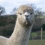 Alpaca Walk And Fleece Felting Day With Lunch, thumbnail 9 of 11