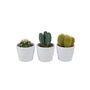 Cactus Mixed X Three Pots, thumbnail 4 of 7