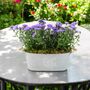 Purple Asters In Decorative White Floral Trough, thumbnail 1 of 3