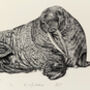 W Is For Walrus Illustration Print, thumbnail 4 of 6