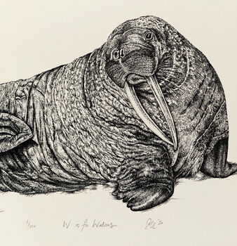 W Is For Walrus Illustration Print, 4 of 6