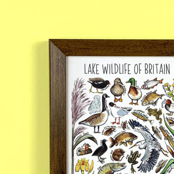 Lake Wildlife Of Britain Wildlife Print, 5 of 9