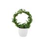 Hedera Ivy Hoop Air Purifying Houseplant In 12cm Pot, thumbnail 3 of 7