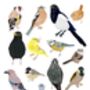 UK Garden Birds With Glasses Print, thumbnail 2 of 2