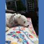 Handmade Dog Bandanas, thumbnail 8 of 11