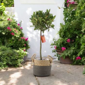 Bay Tree Standard 90cm Tall Evergreen Laurus Nobilis, 3 of 3