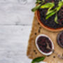 Elderberry Plants, 'Haidegg', thumbnail 8 of 9