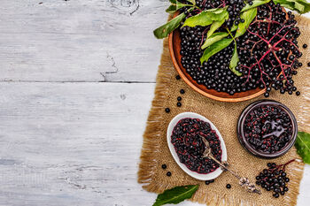 Elderberry Plants, 'Haidegg', 8 of 9