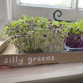 Grow Your Own Micro Herbs Letterbox Subscription, 6 of 10