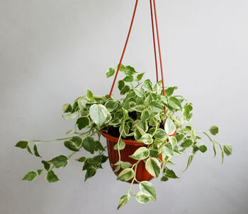 Houseplant Peperomia Scandens In 15cm Hanging Pot, 2 of 5