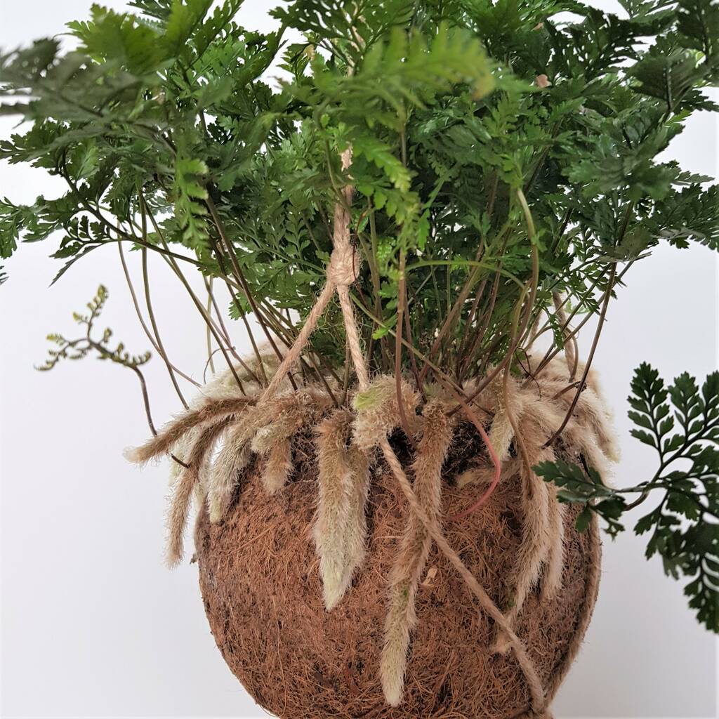 Humata Tyermannii Fern Rabbit’s Foot Fern By Greenarium