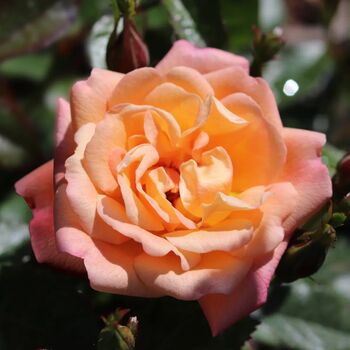 Rose 'Thank You' Bush Fragrant5.5 L Pot Garden Gift, 2 of 8