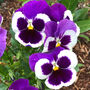 Flowers Pansy 'Cassis' 20 X Plant Pack, thumbnail 3 of 5