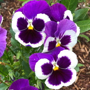 Flowers Pansy 'Cassis' 20 X Plant Pack, 3 of 5