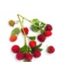 Fruit Plant Raspberry 'Polka', thumbnail 2 of 6