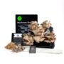 Oyster Mushroom Growing Kit, thumbnail 8 of 11