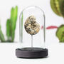 Metalegoceras Ammonite Real Authentic Dinosaur Fossil Bell Jar, thumbnail 1 of 4