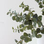 Natural Green Artificial Eucalyptus Stems, thumbnail 3 of 4