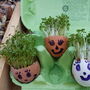 Cress Seeds In A Seedtube, thumbnail 5 of 6