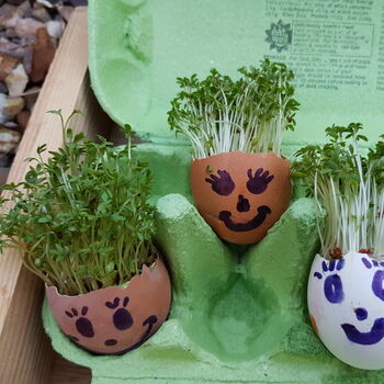 Cress Seeds In A Seedtube, 5 of 6