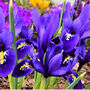 Spring Bulbs Iris Reticulata 18 X Bulb Pack, thumbnail 2 of 5