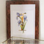 I Is For Iris, Gilded Botanical Print, thumbnail 1 of 5