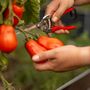 Heritage Tomato San Marzano Three X 9cm Pots, thumbnail 2 of 5