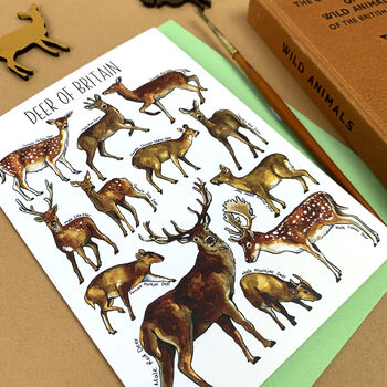 Deer Of Britain Blank Greeting Card, 8 of 9