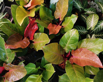 Houseplant Philodendron Red Cherry Plant In 13cm Pot, 4 of 5