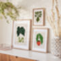 Fiddle Fig Ficus Plant Illustrated A4 Art Print, thumbnail 7 of 12