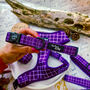 Royal Purple Patch Dog Collar, thumbnail 1 of 6