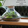 Large Glass Jar With Cork Lid Terrarium H: 26 Cm, thumbnail 2 of 5