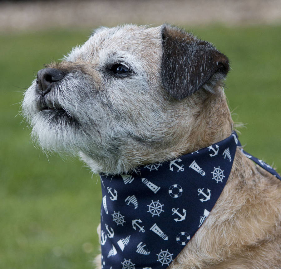 dog neckerchief by the dandy dog company