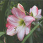 Amaryllis 'Apple Blossom' Two X Bulb Pack, thumbnail 4 of 5