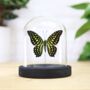 Tailed Jay Insect Bug Moth Butterfly Bell Jar Entomology Taxidermy Interior Design Home Decor Cloche Modern Display Gift Ornament, thumbnail 1 of 3