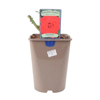 Ruby Wedding Rose Dark Red Blooms In5.5 L Pot, 7 of 7