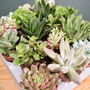 Succulent Mix Five.5cm Pots Surprise Plants, thumbnail 8 of 8