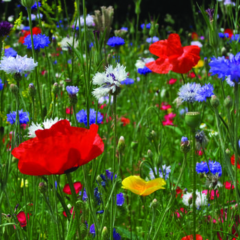 10 Colourful 'Meant To Bee' Wildflower Seed Favours, 7 of 7