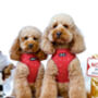'Ho Ho Ho' Full Dog Harness Christmas Set, thumbnail 4 of 6