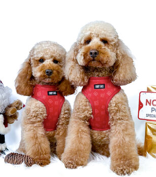'Ho Ho Ho' Full Dog Harness Christmas Set, 4 of 6